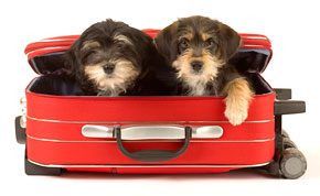 psi v kufru